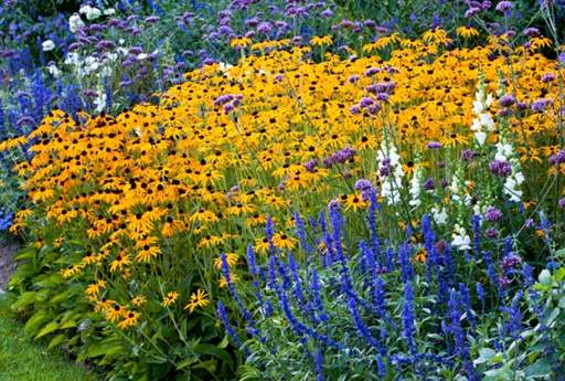 Working with colours in a perennial border
